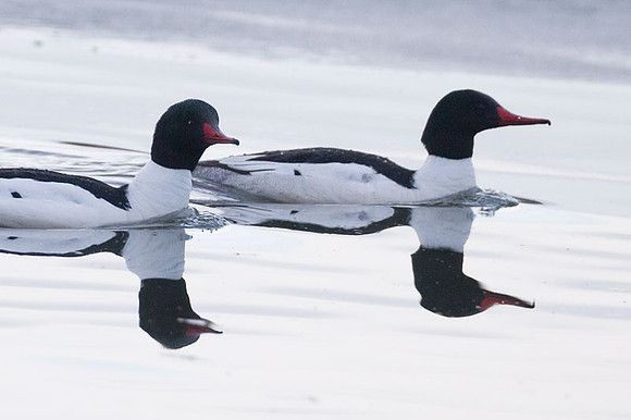 Common Merganser or Goosander (Mergus merganser)