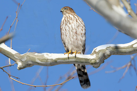 Sharp-shinned Hawk (Accipiter striatus)