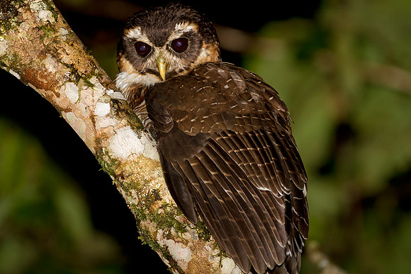 Band-bellied Owl (Pulsatrix melanota)
