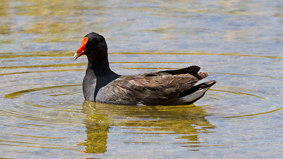 Common Gallinule (Gallinula galeata)
