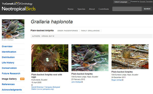 Cornell- Plain-backed Antpitta