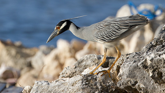 Yellow-crowned Night Heron (Nyctanassa violacea)