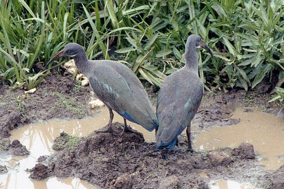 Hadada Ibis (Bostrychia hagedash)