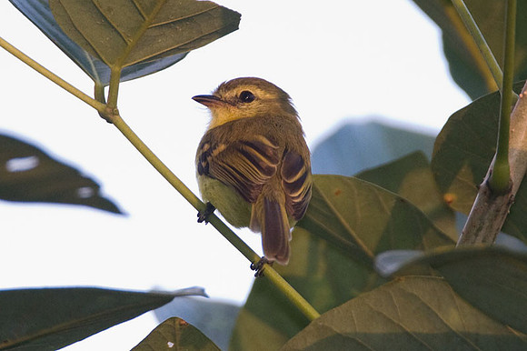 Mouse-colored Tyrannulet (Phaeomyias murina)