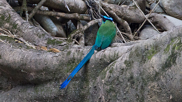 Highland Motmot (Momotus momota)