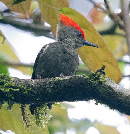 Grey-and-buff woodpecker (Hemicircus concretus)