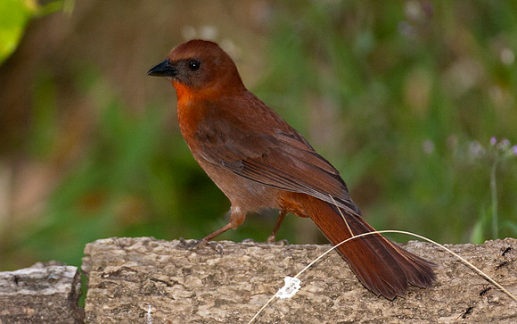 Red-throated Ant-tanager (Habia fuscicauda) male
