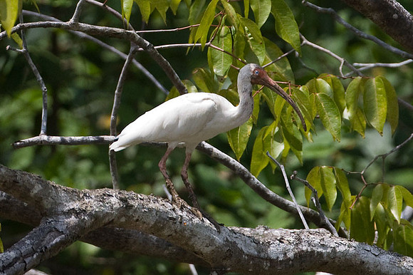 American White Ibis (Eudocimus albus)