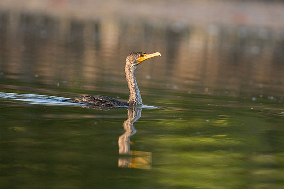 Double-crested Cormorant (Phalacrocorax auritus)