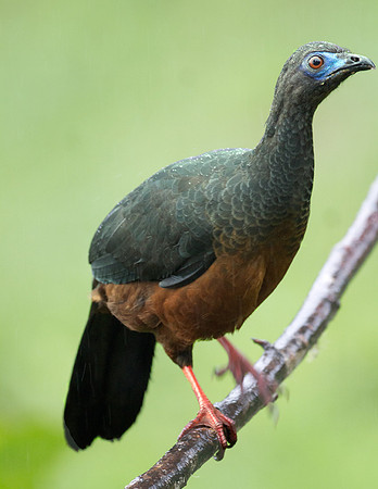 Sickle-winged Guan (Chamaepetes goudotii)