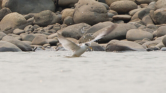 Yellow-billed Tern (Sternula superciliaris)