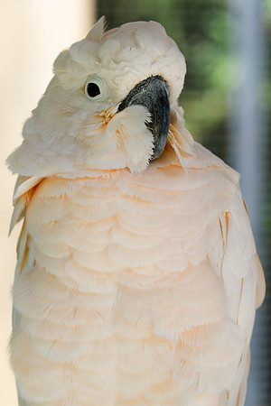 Sulphur-crested cockatoo (Cacatua galerita)