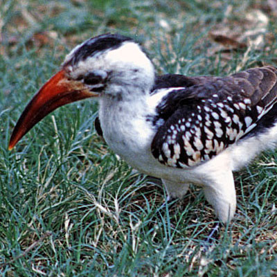 Red-billed Hornbill (Tockus erythrorhynchus)