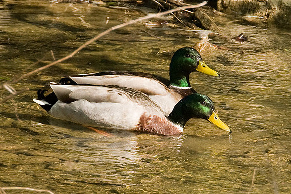 Mallard (Anas platyrhynchos) male