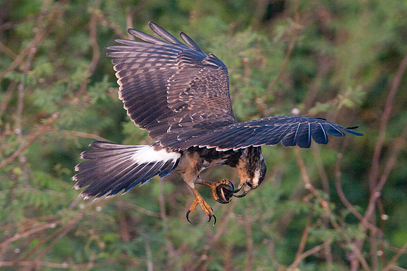 Snail Kite (Rostrhamus sociabilis)