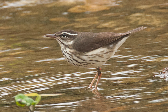 Louisiana Waterthrush (Parkesia motacilla)