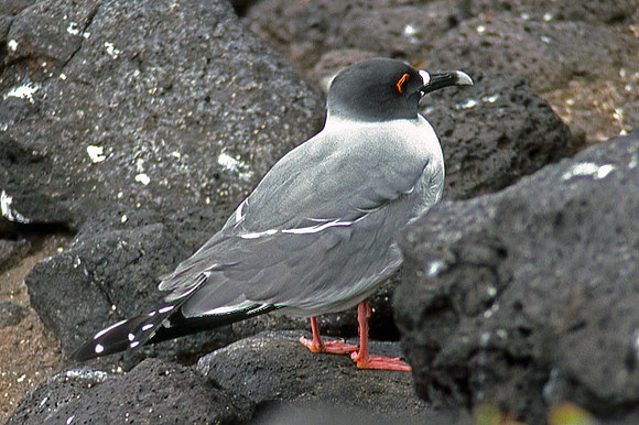 Swallow-tailed Gull (Creagrus furcatus)