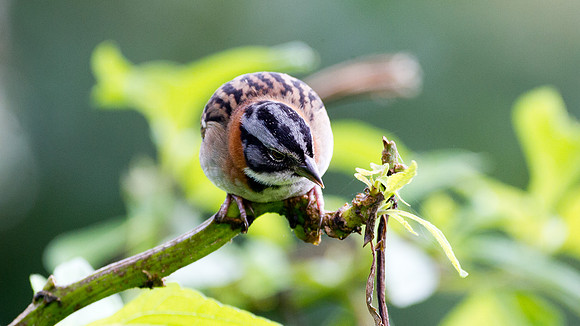 Rufous-collared Sparrow (Zonotrichia capensis)