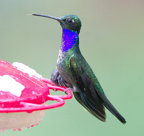 Napo Sabrewing (Campylopterus villaviscensio)