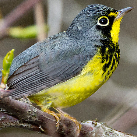 Canada Warbler (Wilsonia canadensis)