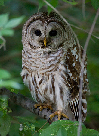 Barred Owl (Strix varia)