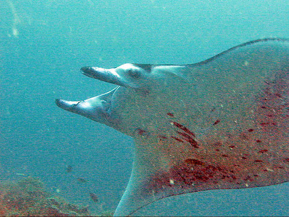 Manta Ray (Manta birostris)