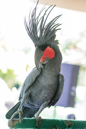 Palm cockatoo (Probosciger aterrimus)