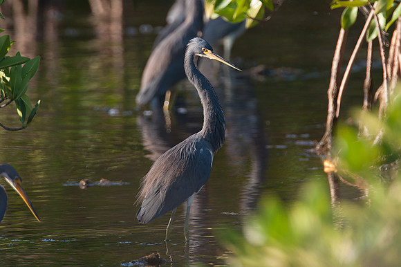 Tricolored Heron (Egretta tricolor)