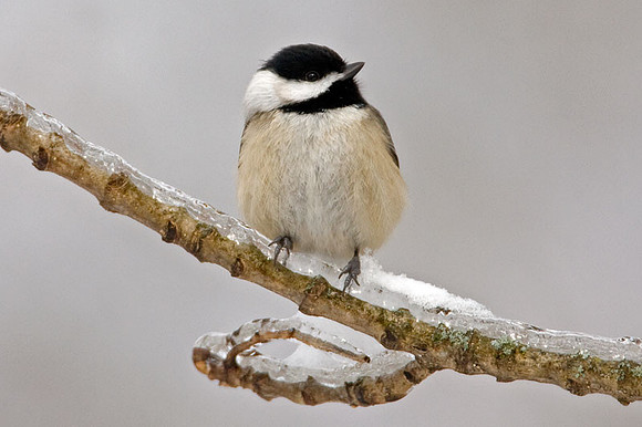 Carolina Chickadee (Poecile carolinensis)