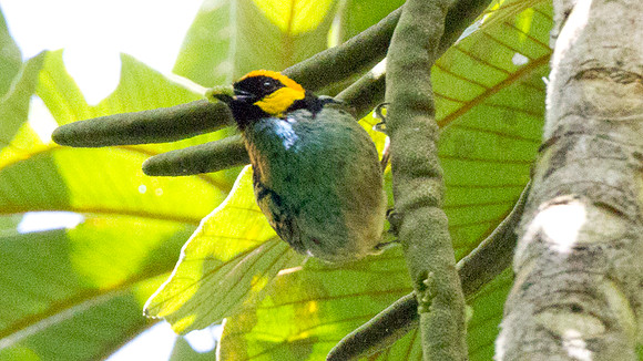 Saffron-crowned Tanager (Tangara xanthocephala)
