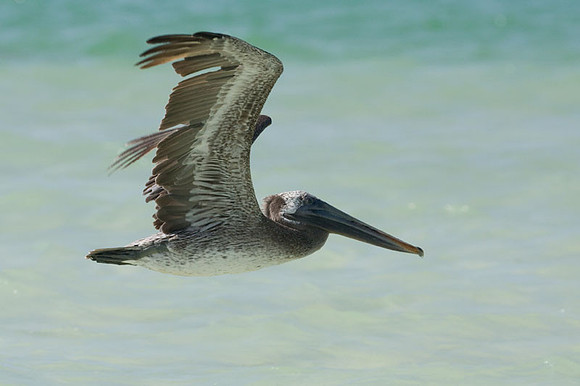 Brown Pelican (Pelecanus occidentalis) juvenile