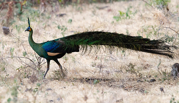 Green peafowl (Pavo muticus)
