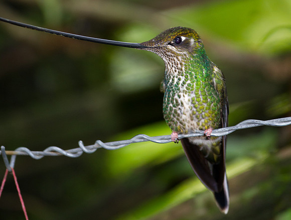 Sword-billed Hummingbird (Ensifera ensifera)