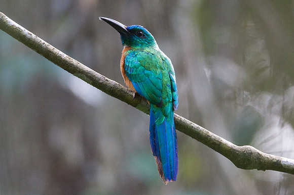 Great Jacamar (Jacamerops aureus) female