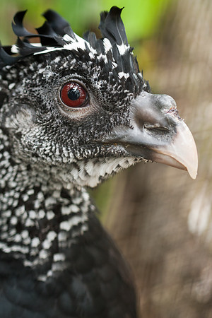 Great Curassow (Crax rubra) captive