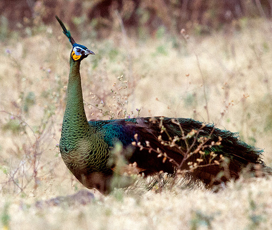 Green peafowl (Pavo muticus)