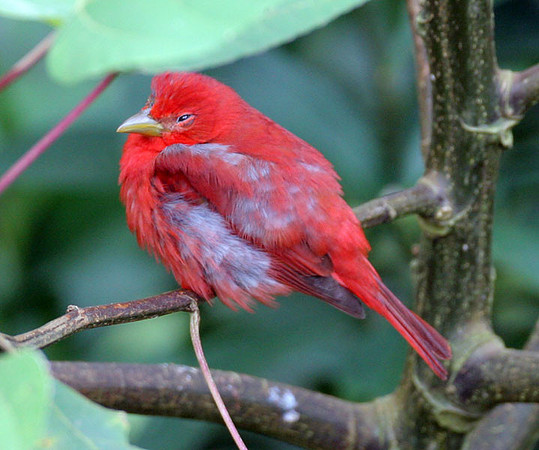 Summer Tanager (Piranga rubra)