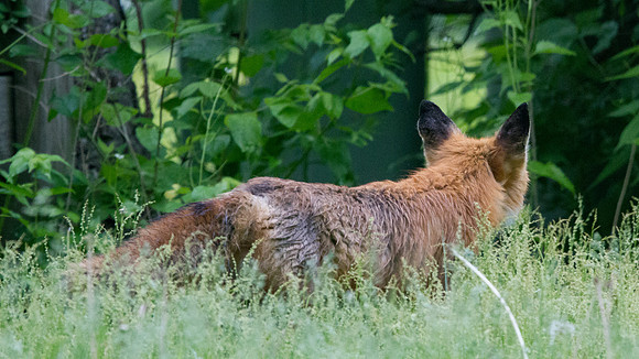 Red Fox (Vulpes vulpes)