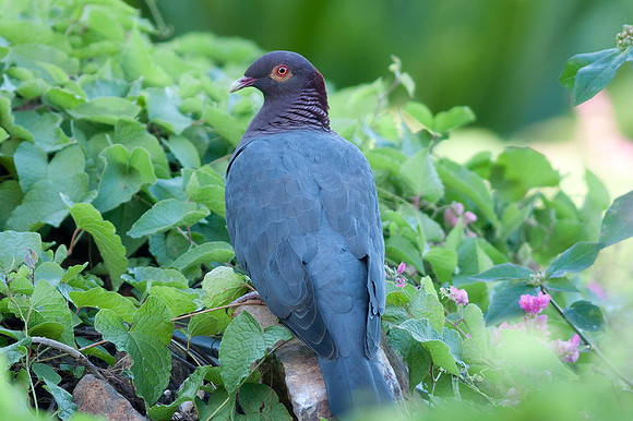 Scaly-naped Pigeon (Patagioenas squamosa)