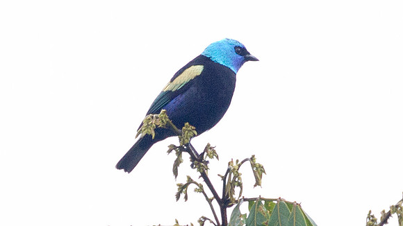 Blue-necked Tanager (Tangara cyanicollis)