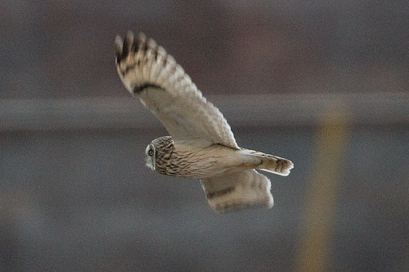 Short-eared Owl (Asio flammeus)