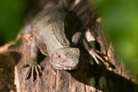 Lizard