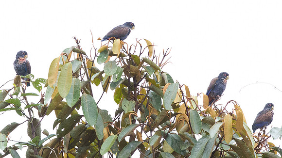 Bronze-winged Parrot (Pionus chalcopterus)