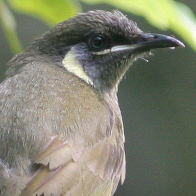 Lewin's Honeyeater (Meliphaga lewinii)