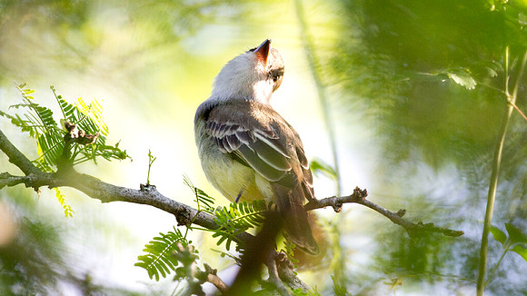 Brown-crested Flycatcher (Myiarchus tyrannulus)