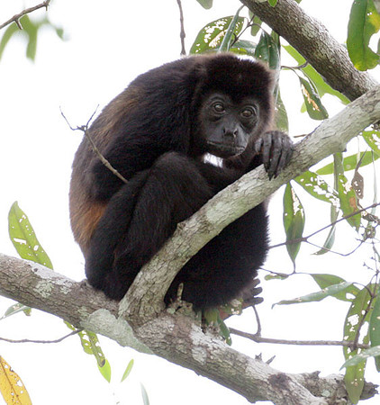 Mantled Howler (Alouatta palliata) also known as Golden-mantled Howling Monkey