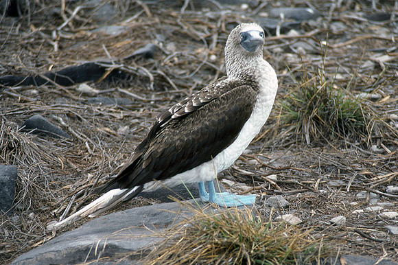 Blue-footed Booby (Sula nebouxii)