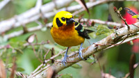 Golden Tanager (Tangara arthus)