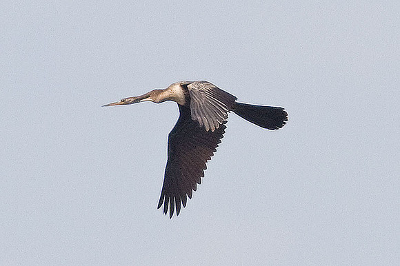 Anhinga (Anhinga anhinga)