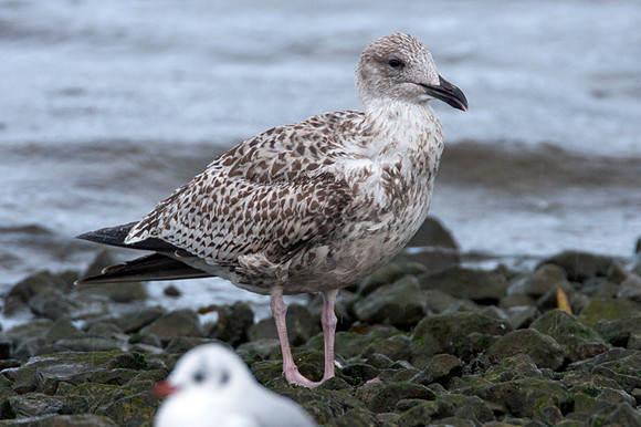 European Herring Gull (Larus argentatus) juvenile
